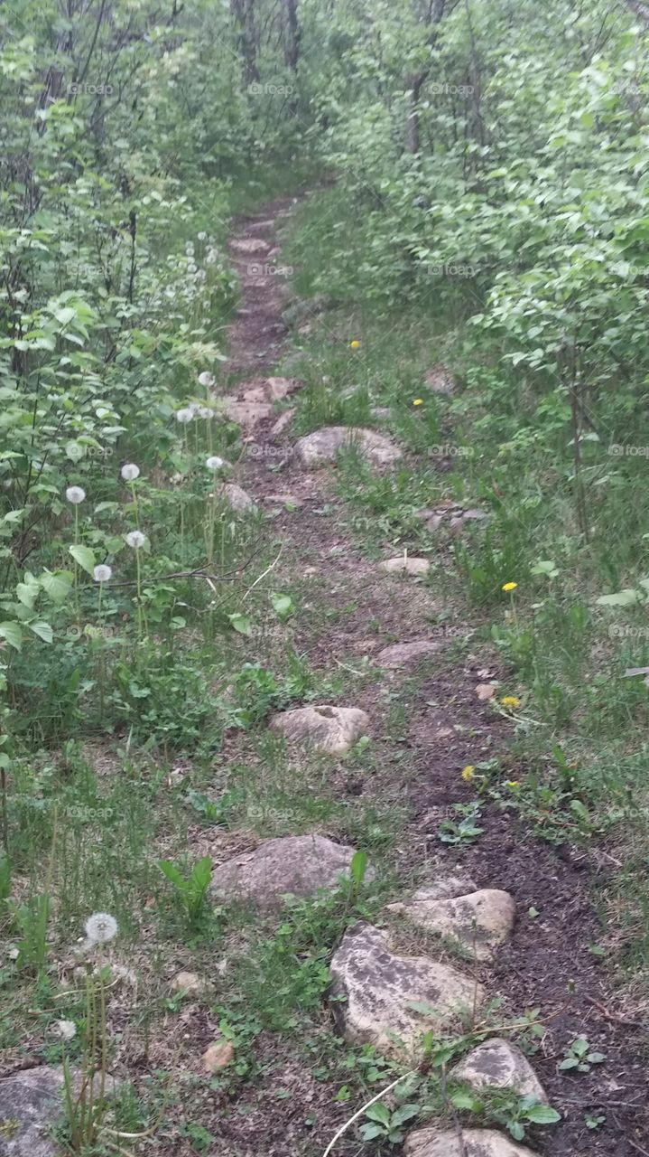rocky trail