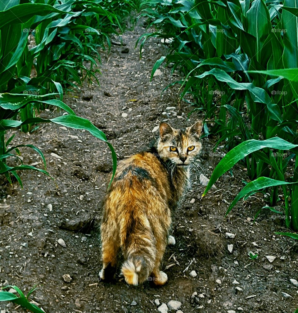 cat in the corn