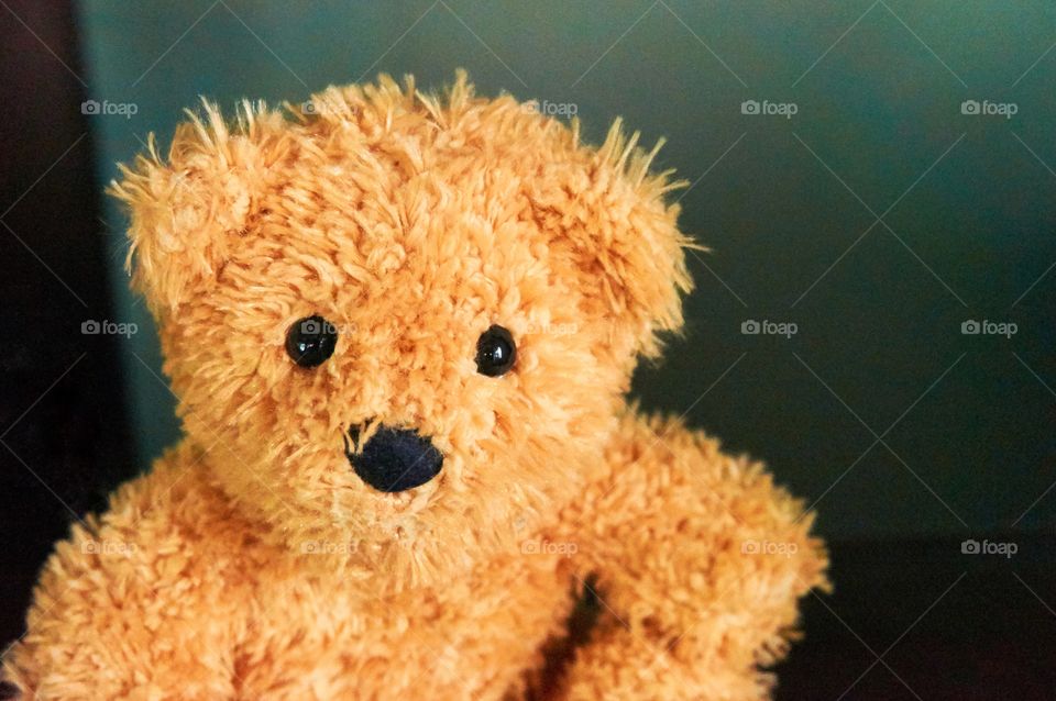 Teddy bear isolated on gray background 