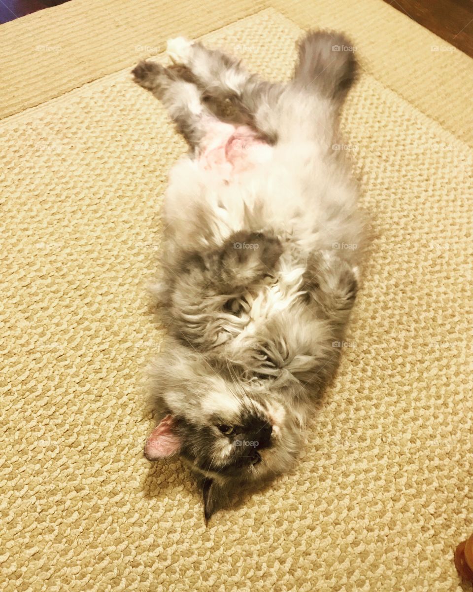 Layla our long haired tortoise shell gray, white, and black cat laying on her back 