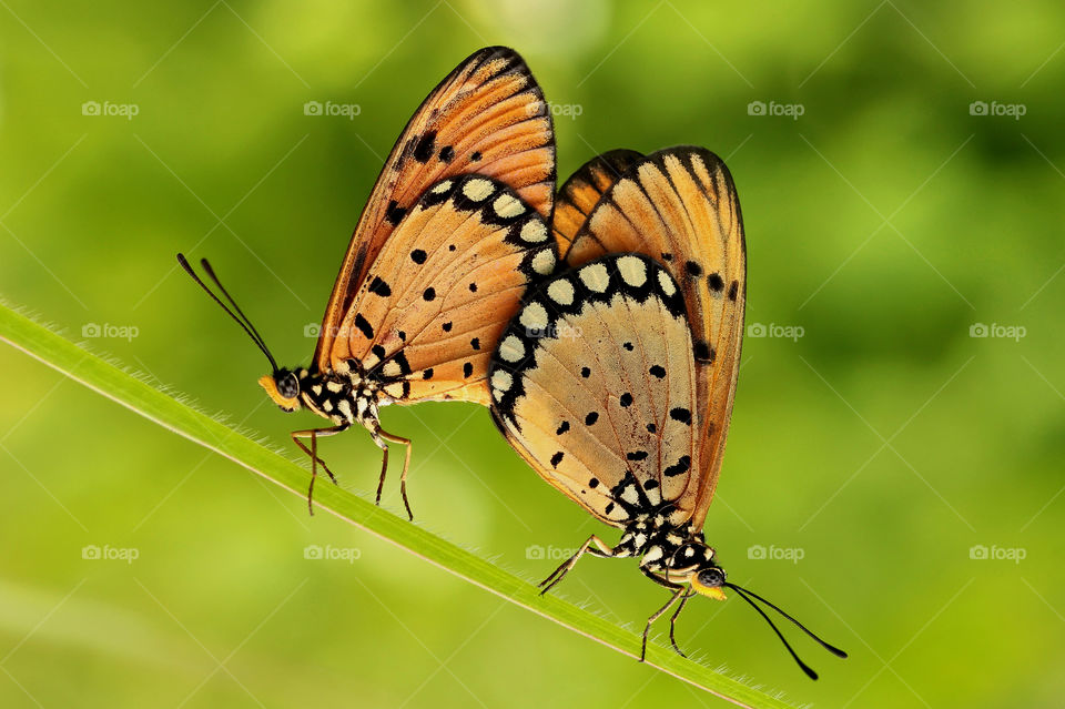 Orange butterflys matting on green.