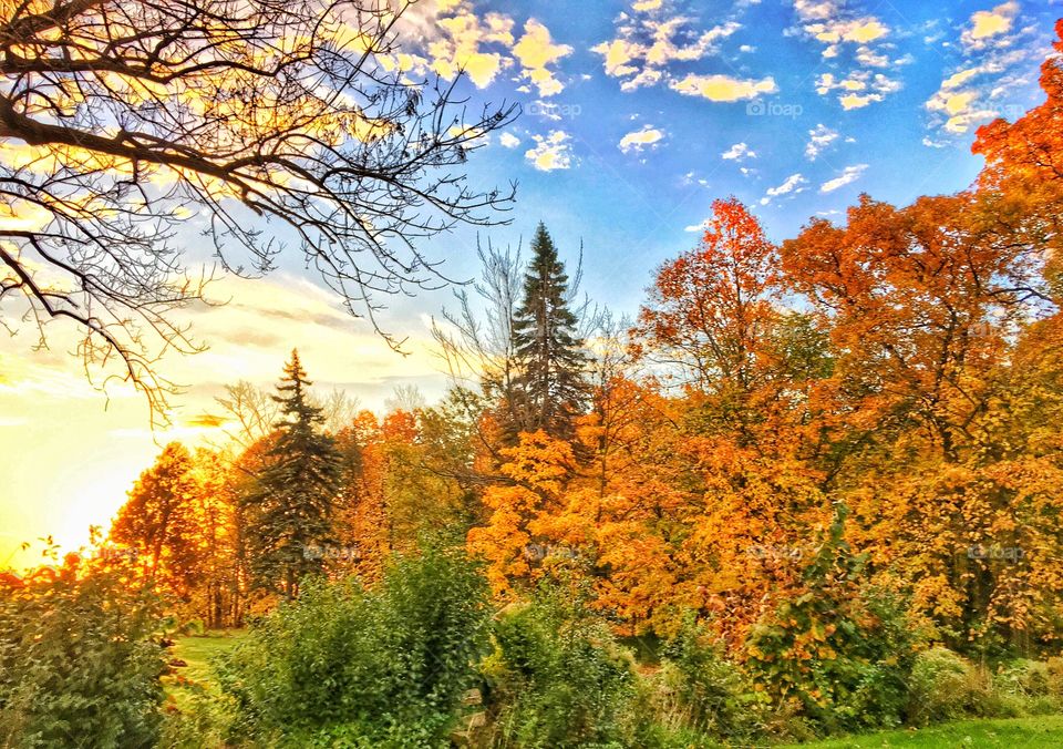 Beautiful trees in forest during autumn