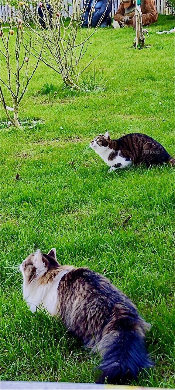 These two kitties in rural “Bavaria”, Germany, “Roukey” and “Linda” are eagerly observing tit birds way up high in the birdhouse above them where they are probably safe from them. 2024. Hypnotic Productions