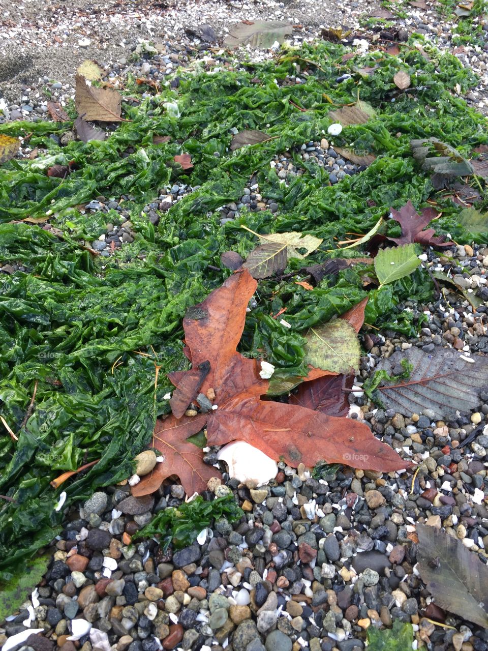Seaweed seascape, Key Peninsula, Washington 
