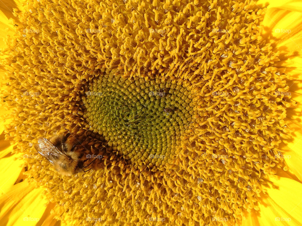 yellow flower sun animal by twilite