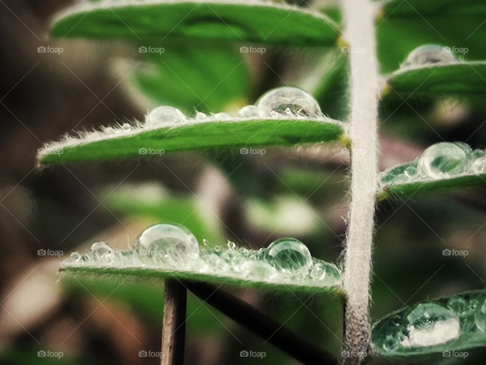 Rainy drops on the grass