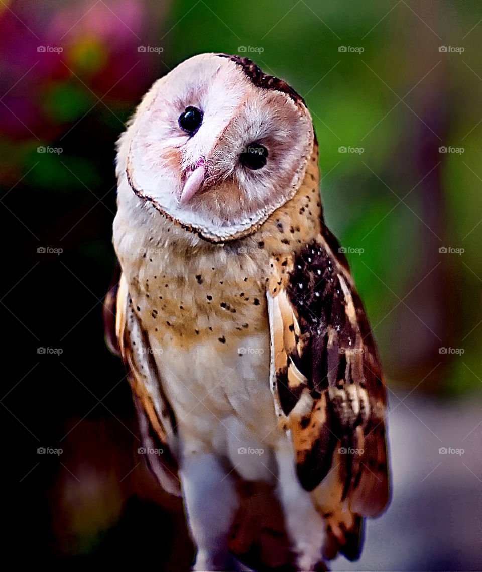 owl at krus garden
