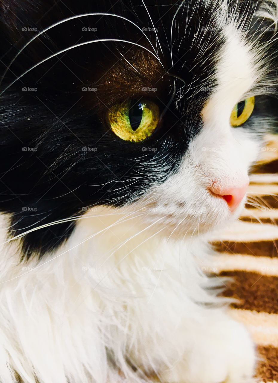 Tuxedo cat vivid color gold eyes 3