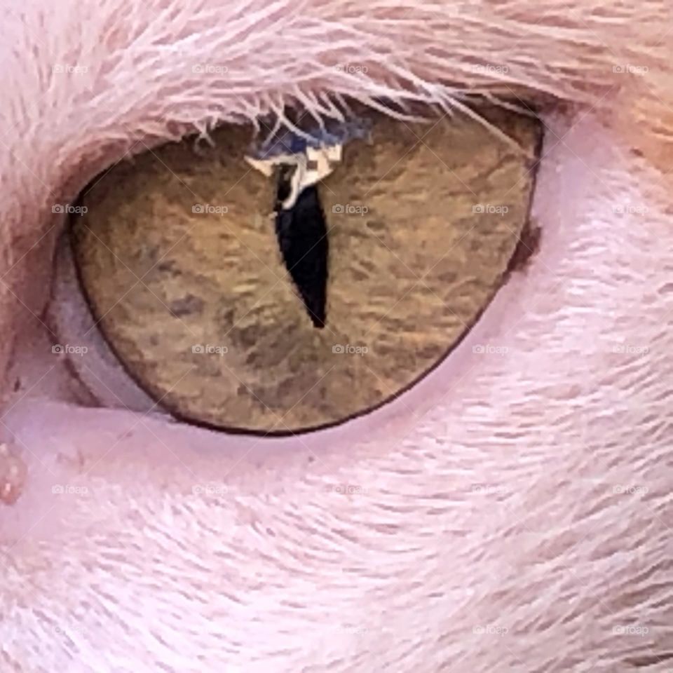 Beautiful cat’s eye