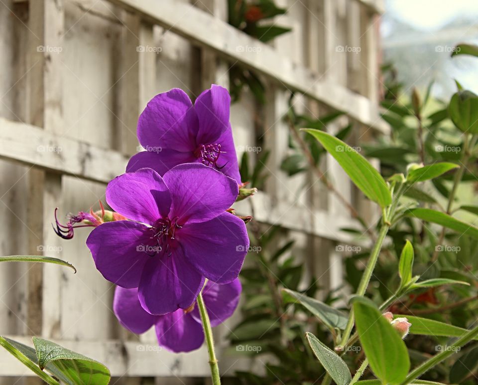 Purple flower closeup