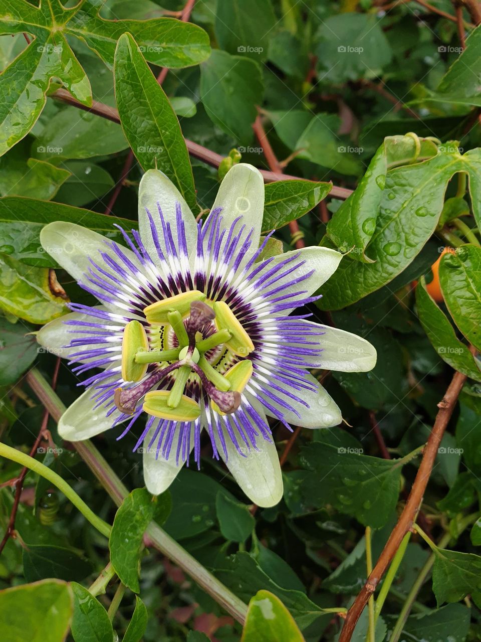 strange flower during a walk