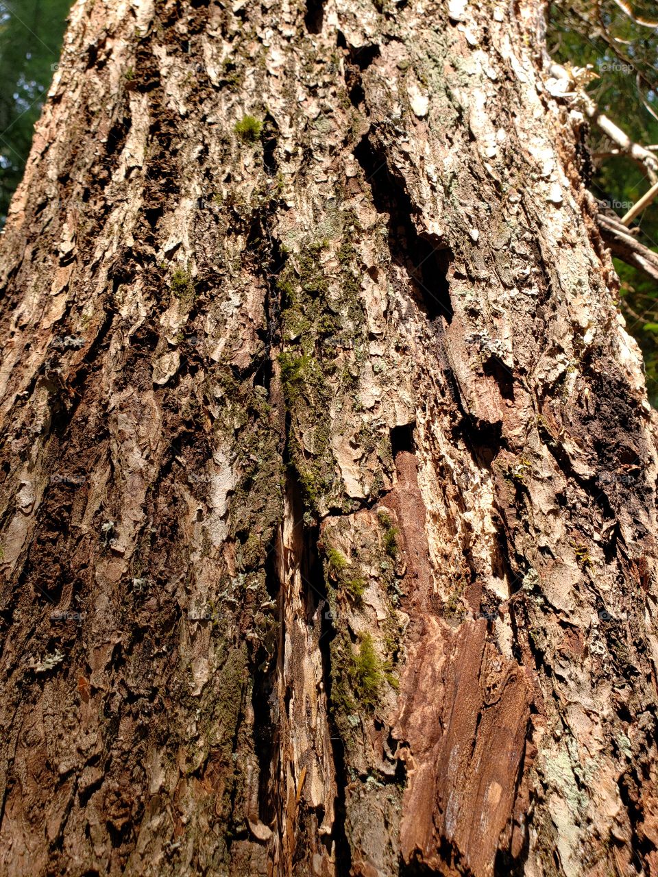 Closeup texture of bark and wood on a large tree in the forest 