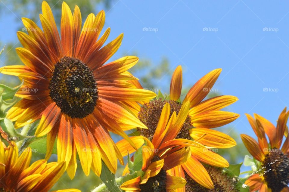 Sunflower beauty 