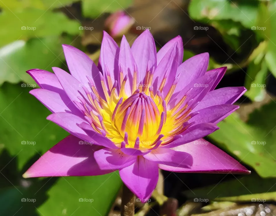 .beautiful purple lotus .