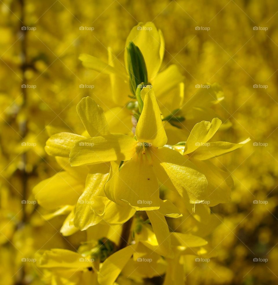 Forsythia