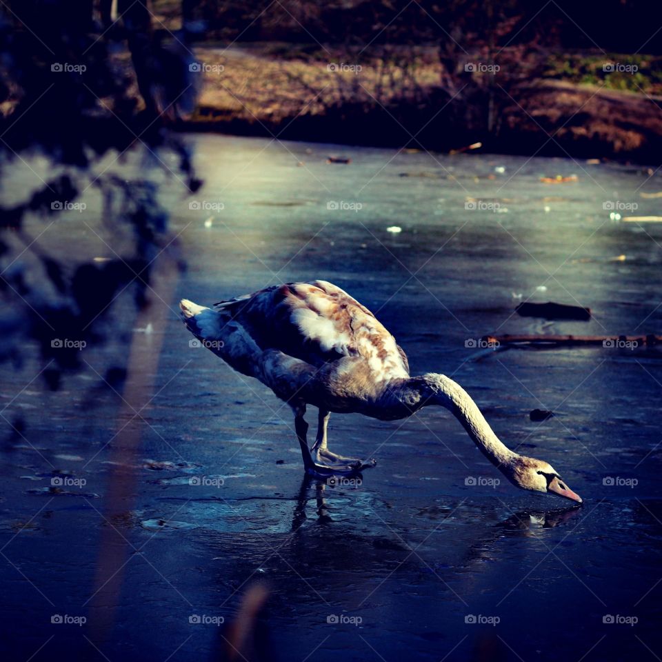 Junger Schwan auf Eis