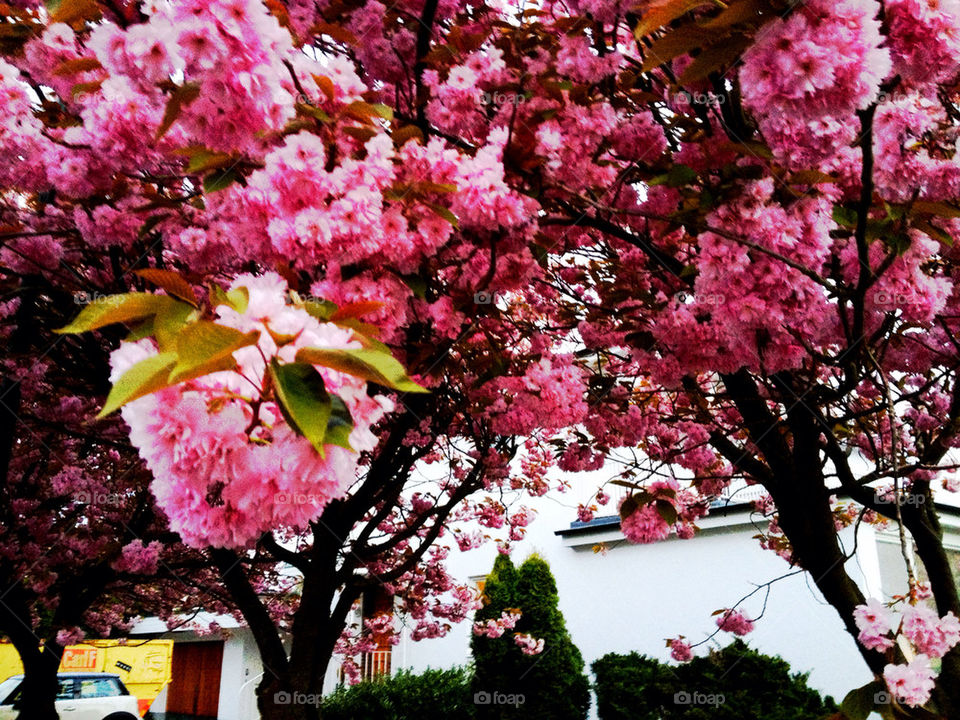 malmö sweden spring pink by sibel.bloom