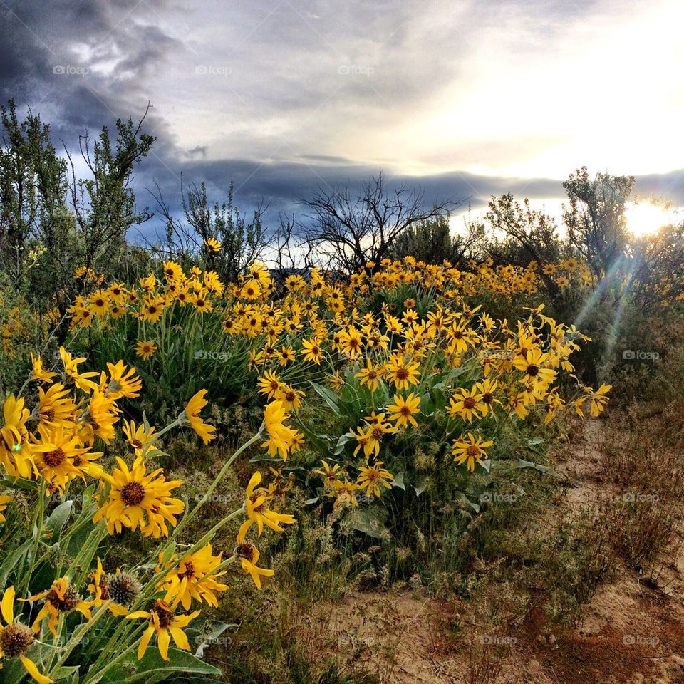 Close-up of sunflower growing on field