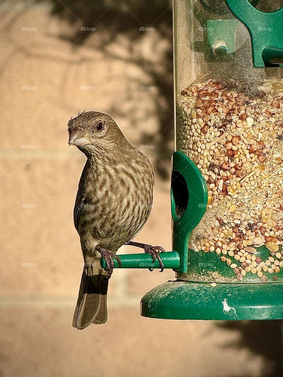 House Finch Perched