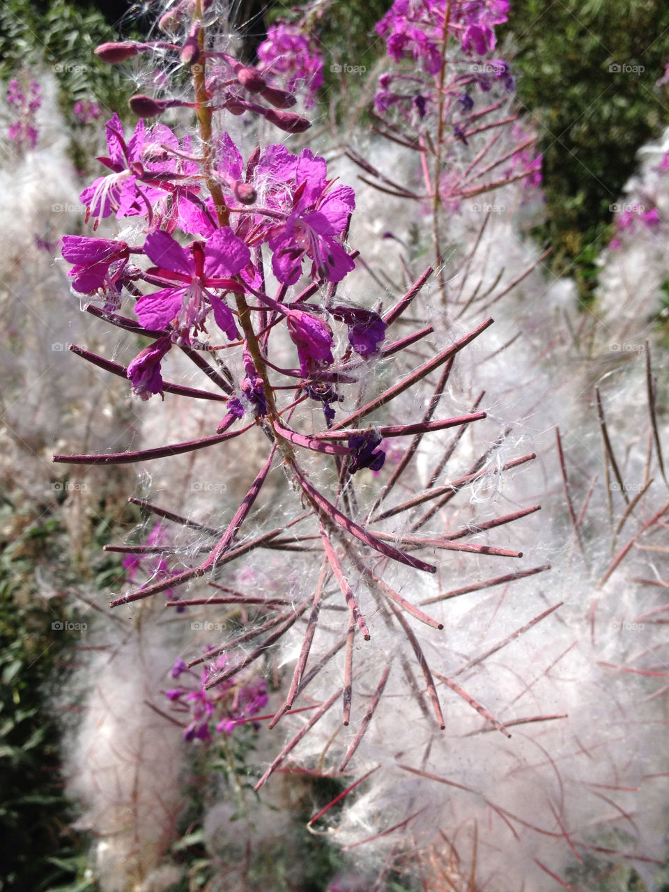 flowers nature pink flower by cabday