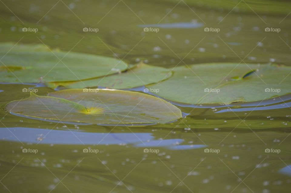 I adore lilly pads! 💚