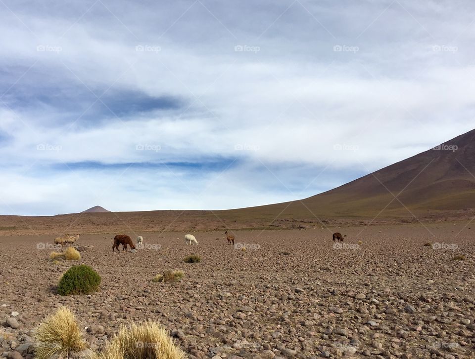Llamas and Alpacas, Bolivia