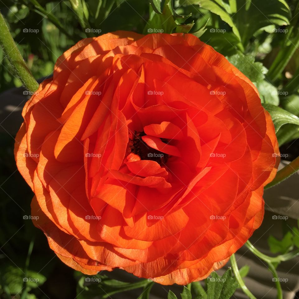 Orange flower