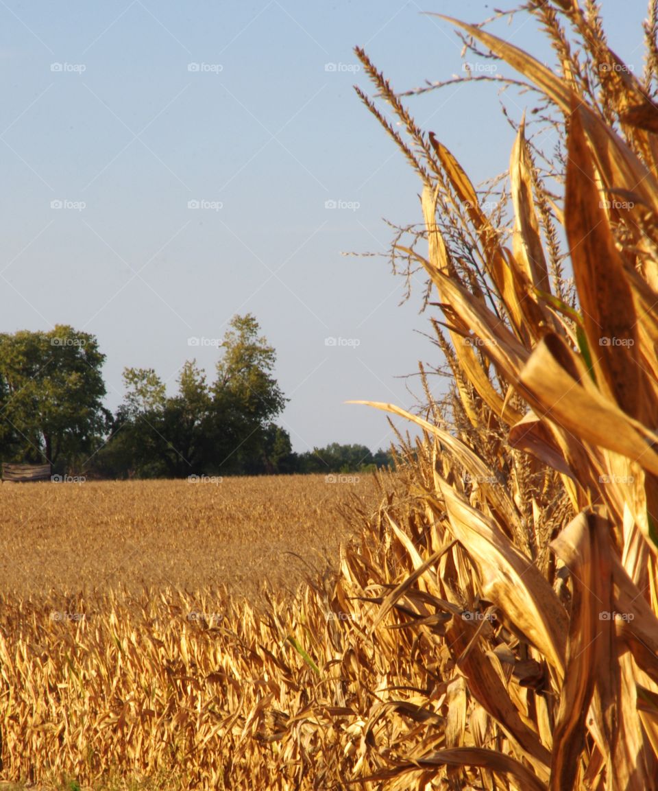 Illinois midwestern corn stalks ready for fall harvest in October