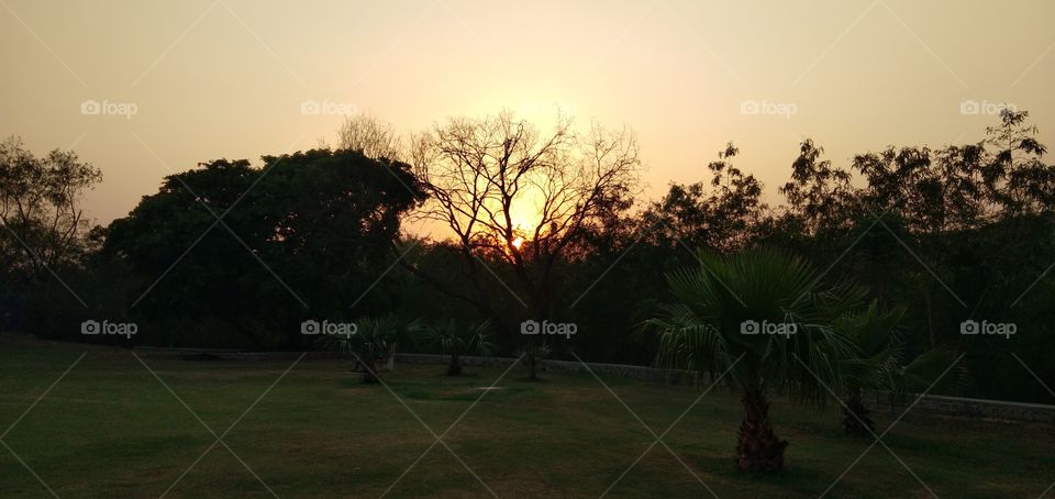 sunset behind the tree