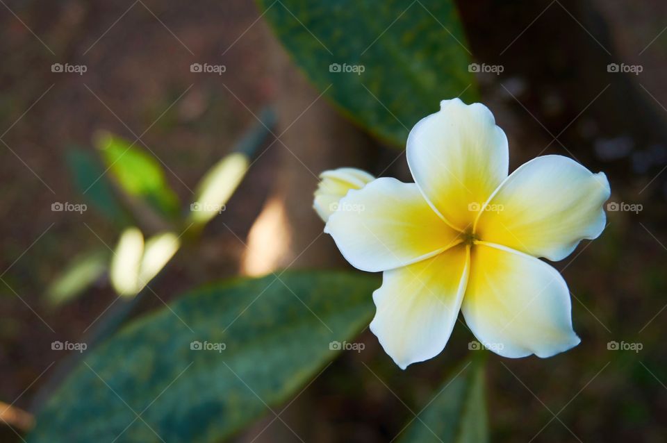 Plumerias flowers on blurred background with copy space 