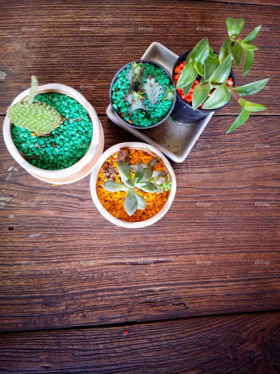 Cactus and llant in the pots on the table.