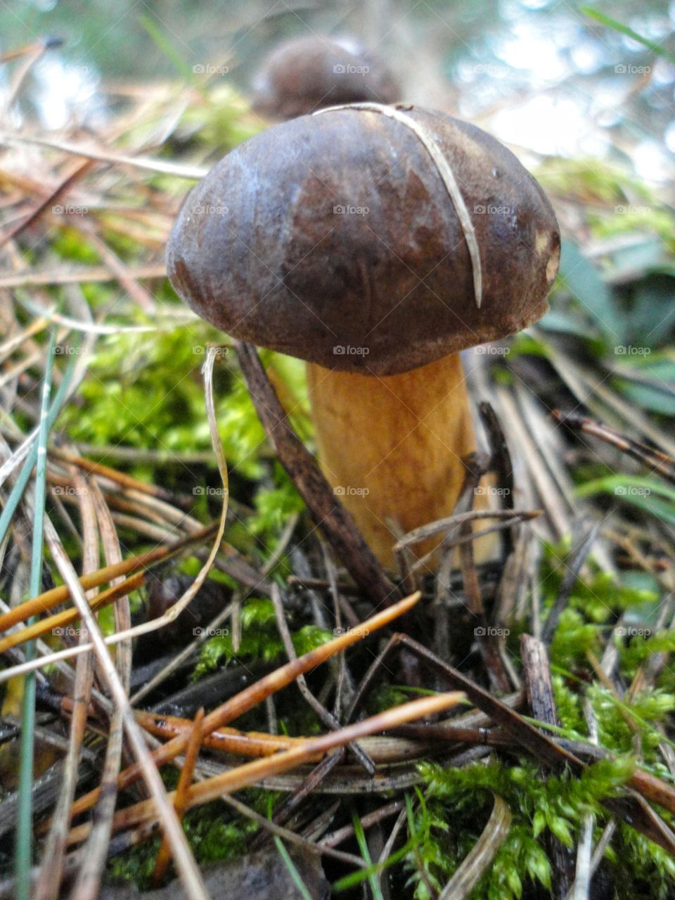 boletus mushroom growing in the forest autumn time