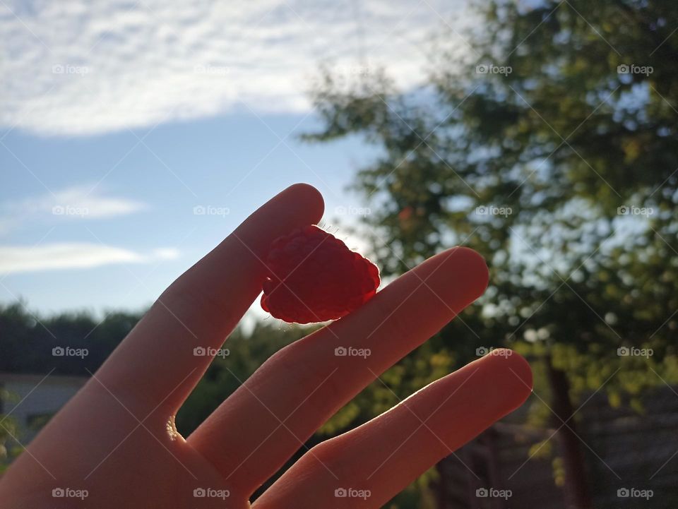 Berry in hand. Harvesting time in countryside. Farming. Female hand