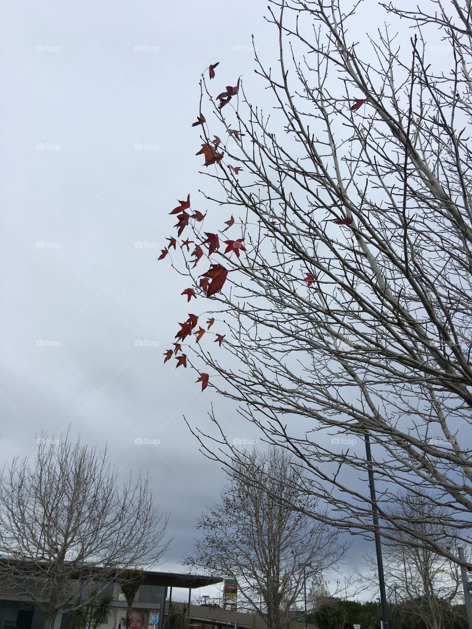 Last leaves of Maple tree waiting for falling off in the winter