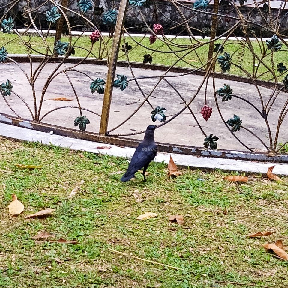 The crow looking for iron fruit .