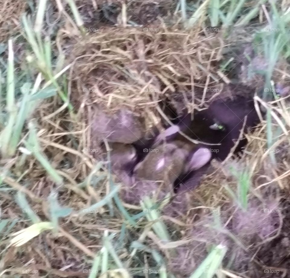 Newborn rabbits in ground