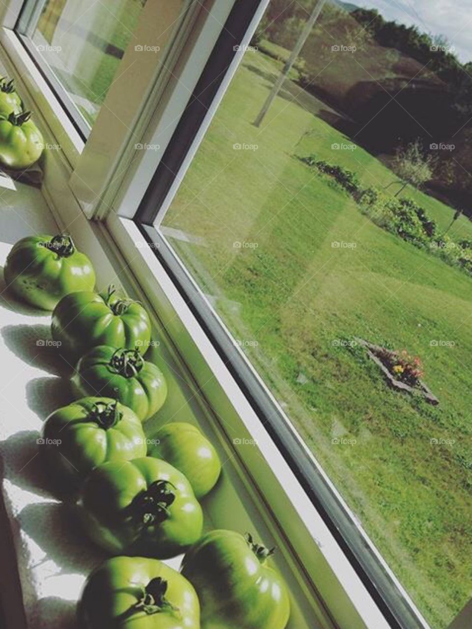 Green tomatoes ripening on a window sill. Over looking garden. 