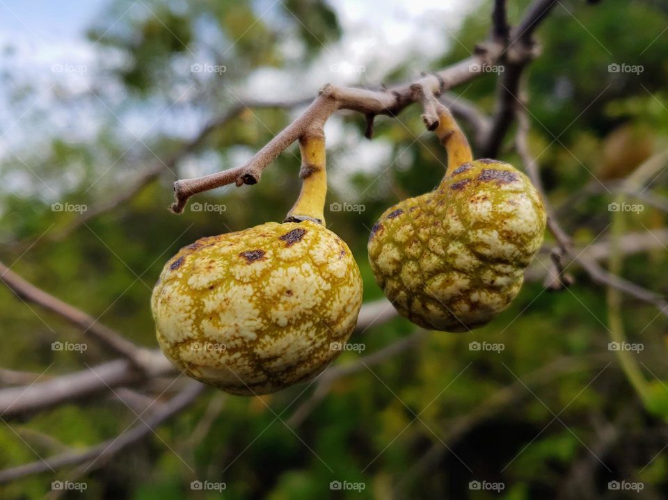 Wild custard apple.
April 07, 2023
09:28am