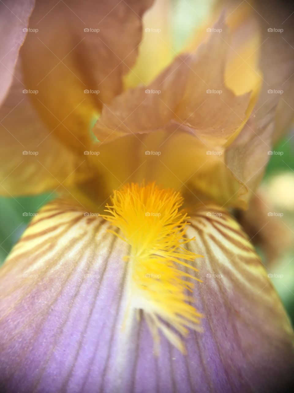 Iris closeup