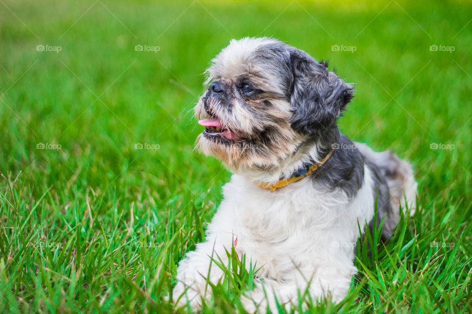 Cute picturw of an old shihtzu dog.