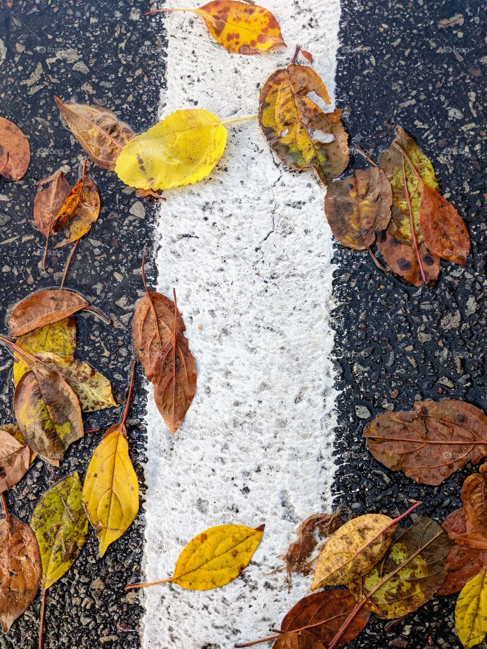 Fallen Leaves on asphalt