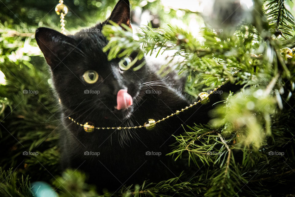 Cute black kitten in a Christmas tree. An animal portrait. Cat is black.