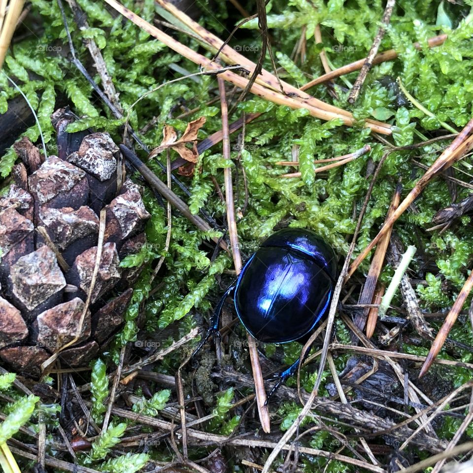 Beetle and pine cone