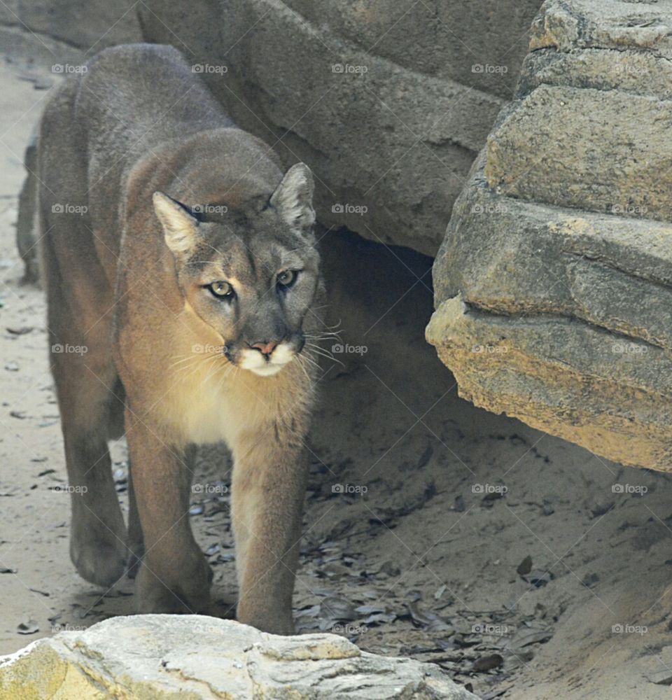Cougar