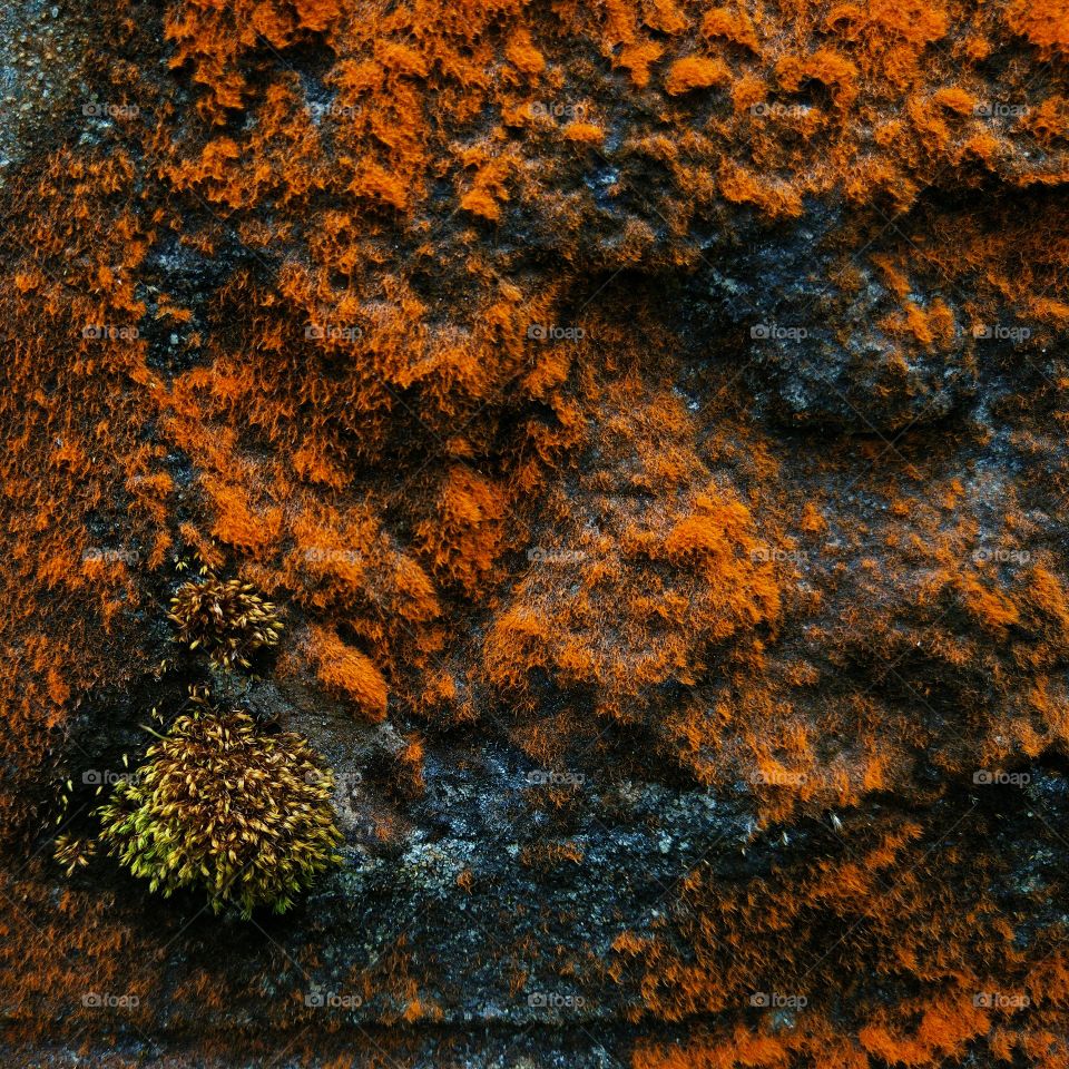 Moss on an old church wall