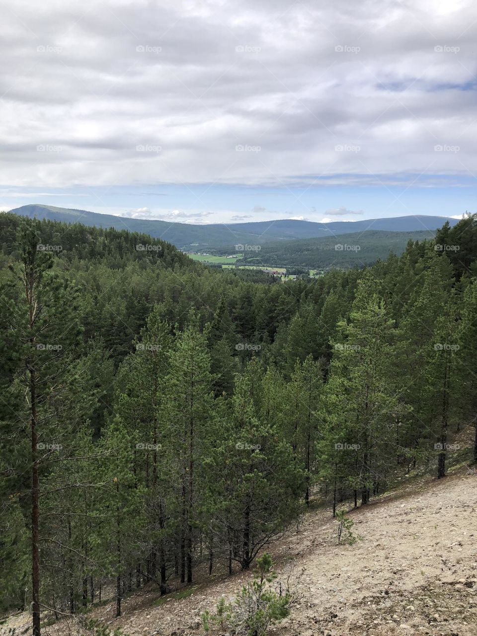 Evergreen forest in Norway