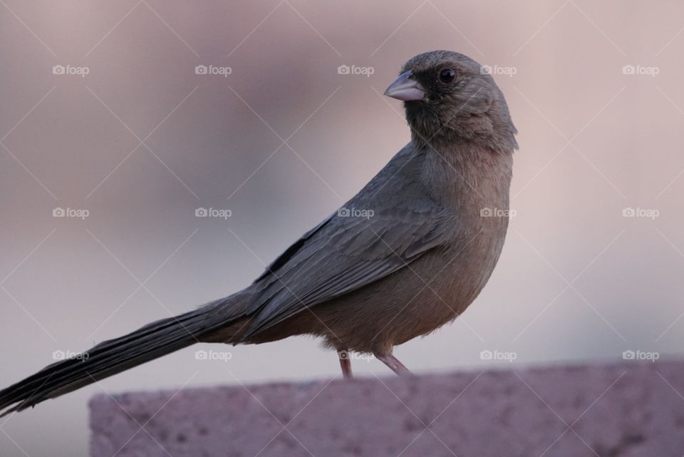 This Aberts Towhee resides in our yard and is very bold, allowing us to get very close