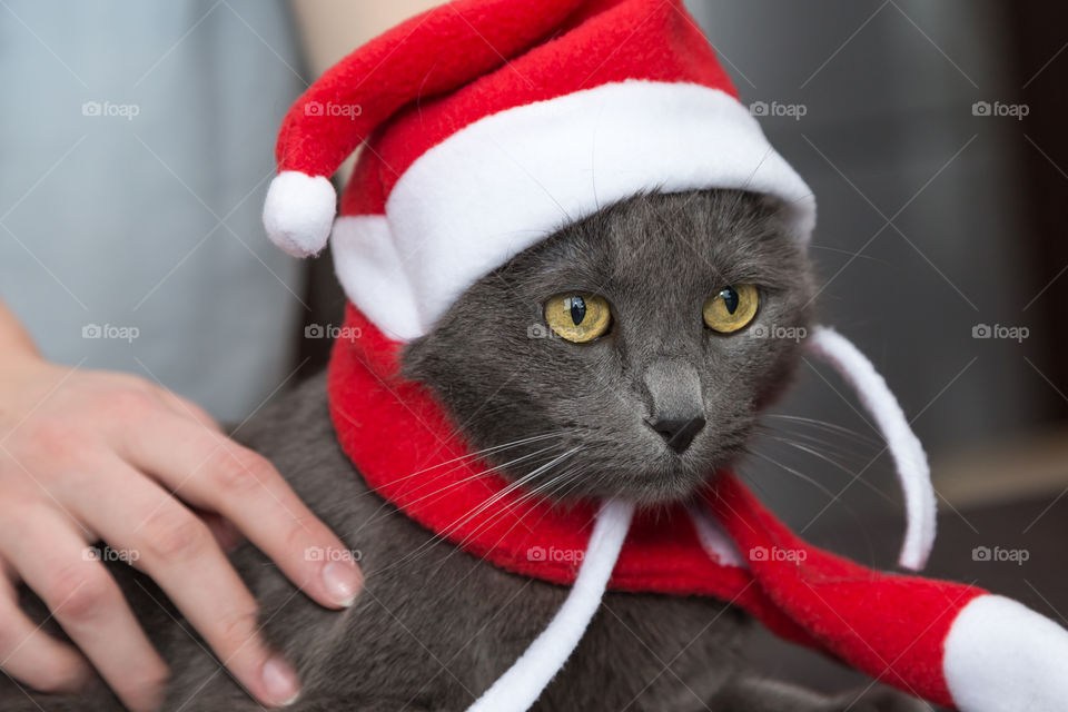 cat in Christmas costume