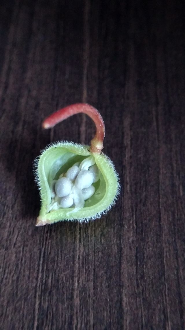 seed