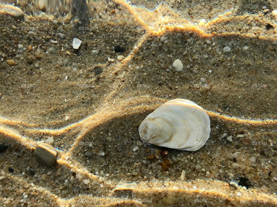Oyster on the sea floor 